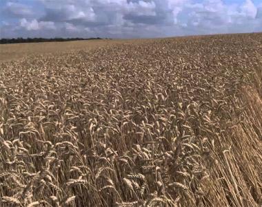 Пшеничные зерна мягких сортов